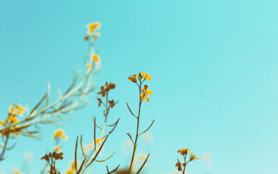 The Ngadi Foundation Participates in the Afro-Caribbean Mentorship Program