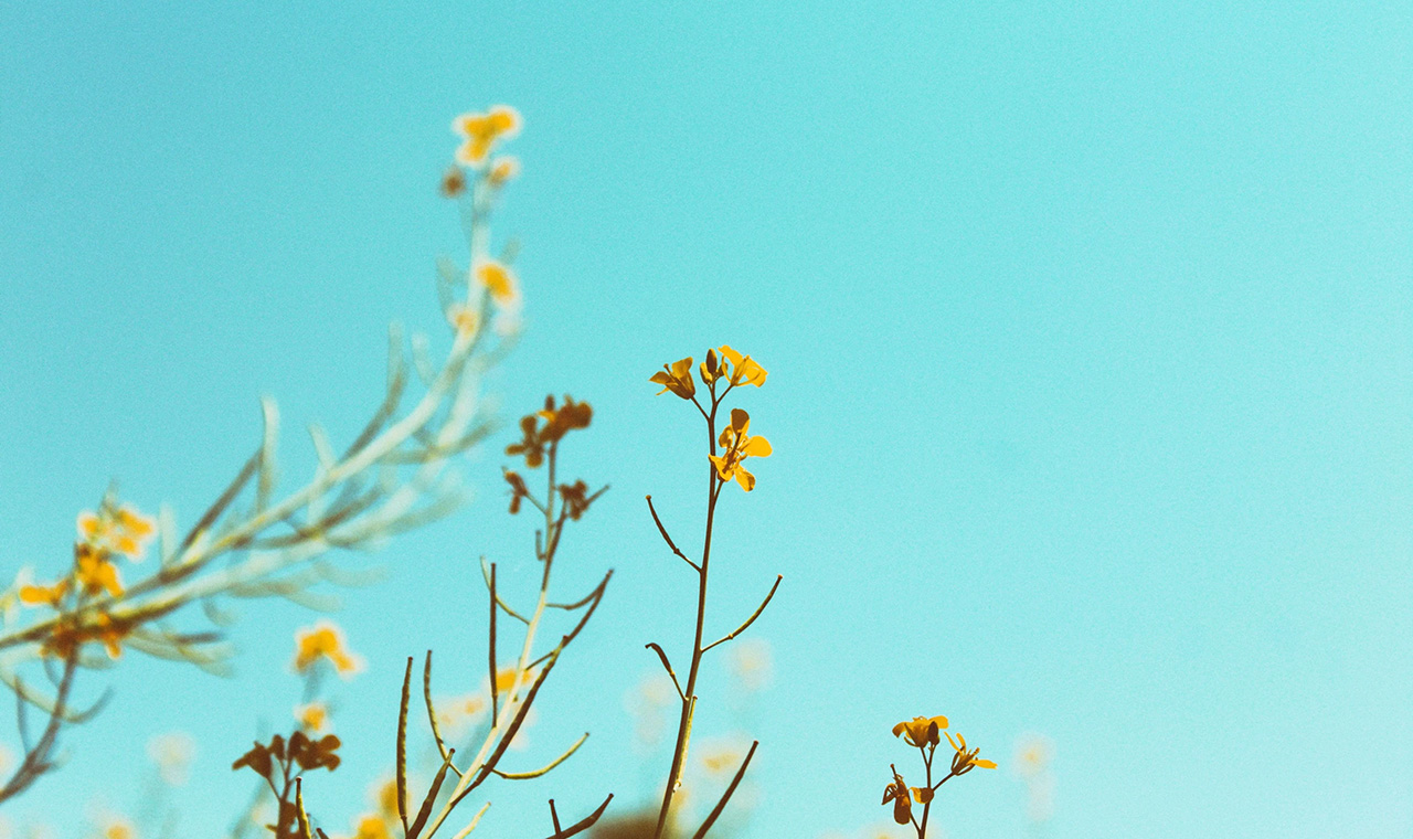 ngdi-post-yellow-flowers@1280×760 Post Yellow Flowers